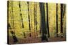 Beech Trees Woodland in Autumn-null-Stretched Canvas