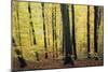 Beech Trees Woodland in Autumn-null-Mounted Photographic Print