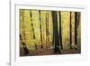 Beech Trees Woodland in Autumn-null-Framed Photographic Print