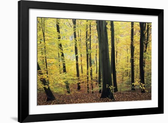 Beech Trees Woodland in Autumn-null-Framed Photographic Print