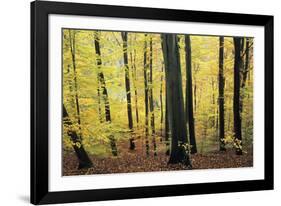 Beech Trees Woodland in Autumn-null-Framed Photographic Print