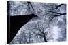 Beech Trees-null-Stretched Canvas