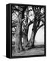 Beech Trees-null-Framed Stretched Canvas