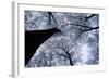 Beech Trees-null-Framed Photographic Print