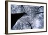 Beech Trees-null-Framed Photographic Print