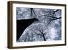 Beech Trees-null-Framed Photographic Print