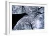 Beech Trees-null-Framed Photographic Print