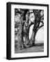 Beech Trees-null-Framed Photographic Print