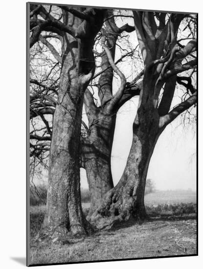 Beech Trees-null-Mounted Photographic Print