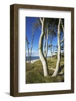 Beech Trunks on the Western Beach of Darss Peninsula-Uwe Steffens-Framed Photographic Print