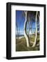 Beech Trunks on the Western Beach of Darss Peninsula-Uwe Steffens-Framed Photographic Print