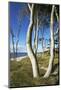Beech Trunks on the Western Beach of Darss Peninsula-Uwe Steffens-Mounted Photographic Print