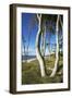 Beech Trunks on the Western Beach of Darss Peninsula-Uwe Steffens-Framed Photographic Print