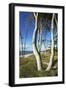 Beech Trunks on the Western Beach of Darss Peninsula-Uwe Steffens-Framed Photographic Print