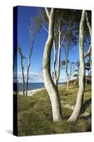 Beech Trunks on the Western Beach of Darss Peninsula-Uwe Steffens-Stretched Canvas