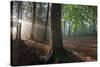 Beech wood (Fagus sylvatica)  Peerdsbos, Brasschaat, Belgium-Bernard Castelein-Stretched Canvas