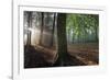 Beech wood (Fagus sylvatica)  Peerdsbos, Brasschaat, Belgium-Bernard Castelein-Framed Photographic Print