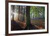 Beech wood (Fagus sylvatica)  Peerdsbos, Brasschaat, Belgium-Bernard Castelein-Framed Photographic Print