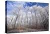 Beech Woodland Covered with Frost in Winter-null-Stretched Canvas