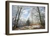 Beech Woodland Covered with Frost in Winter-null-Framed Photographic Print