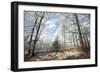 Beech Woodland Covered with Frost in Winter-null-Framed Photographic Print