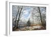 Beech Woodland Covered with Frost in Winter-null-Framed Photographic Print