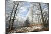 Beech Woodland Covered with Frost in Winter-null-Mounted Photographic Print