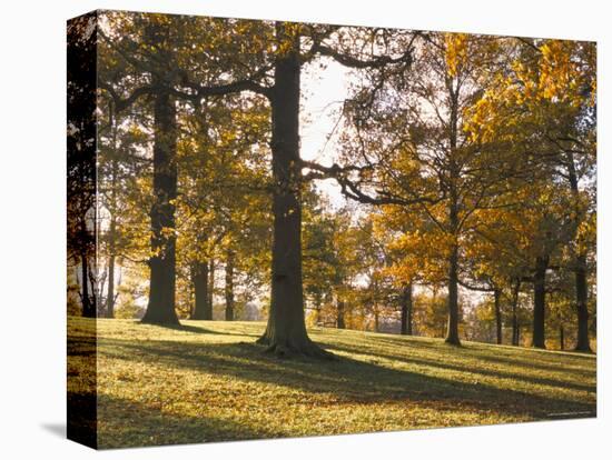 Beech Woodland in Autumn, Burghley Park, Stamford, Lincolnshire, England, United Kingdom-Lee Frost-Stretched Canvas