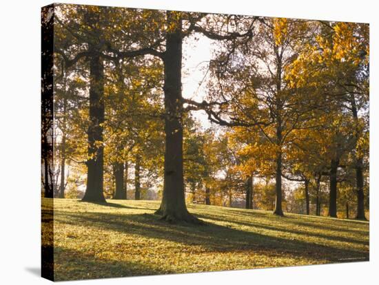 Beech Woodland in Autumn, Burghley Park, Stamford, Lincolnshire, England, United Kingdom-Lee Frost-Stretched Canvas