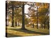 Beech Woodland in Autumn, Burghley Park, Stamford, Lincolnshire, England, United Kingdom-Lee Frost-Stretched Canvas