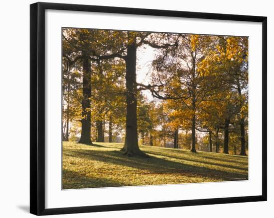 Beech Woodland in Autumn, Burghley Park, Stamford, Lincolnshire, England, United Kingdom-Lee Frost-Framed Photographic Print