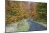 Beech Woodland, in Autumn Colour and Country Road-null-Mounted Photographic Print