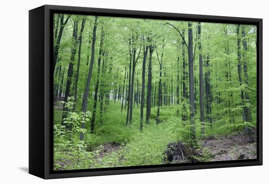 Beech Woodland in Spring-null-Framed Stretched Canvas