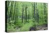 Beech Woodland in Spring-null-Stretched Canvas