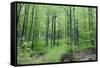 Beech Woodland in Spring-null-Framed Stretched Canvas