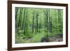 Beech Woodland in Spring-null-Framed Photographic Print