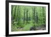 Beech Woodland in Spring-null-Framed Photographic Print