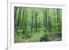 Beech Woodland in Spring-null-Framed Photographic Print