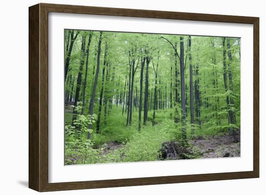 Beech Woodland in Spring-null-Framed Photographic Print