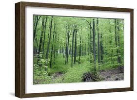 Beech Woodland in Spring-null-Framed Photographic Print