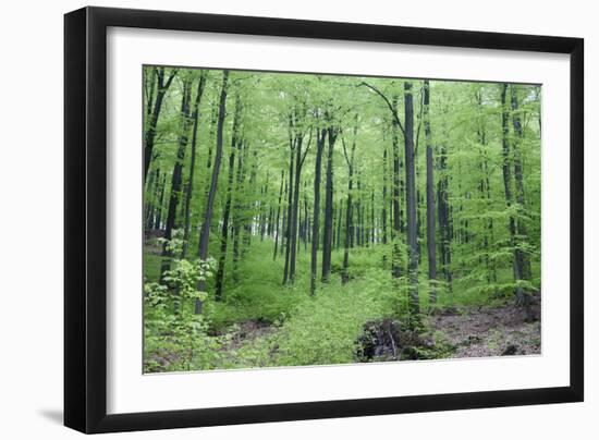 Beech Woodland in Spring-null-Framed Photographic Print