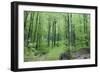 Beech Woodland in Spring-null-Framed Photographic Print