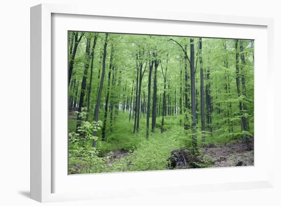 Beech Woodland in Spring-null-Framed Photographic Print