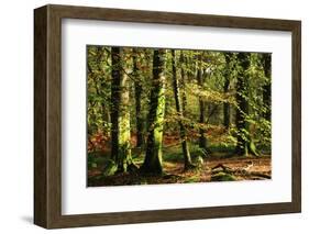 Beech woodland near Blackwater Brook, New Forest-Colin Varndell-Framed Photographic Print