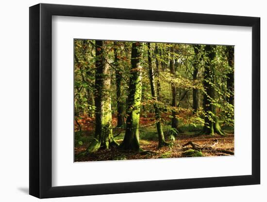 Beech woodland near Blackwater Brook, New Forest-Colin Varndell-Framed Photographic Print