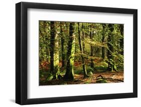 Beech woodland near Blackwater Brook, New Forest-Colin Varndell-Framed Photographic Print