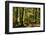 Beech woodland near Blackwater Brook, New Forest-Colin Varndell-Framed Photographic Print