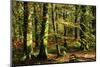 Beech woodland near Blackwater Brook, New Forest-Colin Varndell-Mounted Photographic Print