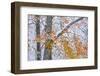 Beech woodland with dusting of snow and autumn leaves on branch, La Rioja, Spain-Juan Carlos Munoz-Framed Photographic Print