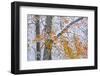 Beech woodland with dusting of snow and autumn leaves on branch, La Rioja, Spain-Juan Carlos Munoz-Framed Photographic Print